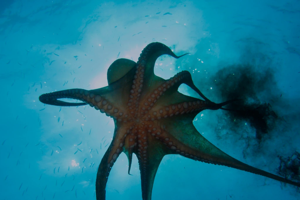 octopus-undersea