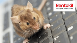 Rentokil partners Qlik to better equip IoT data for pest control